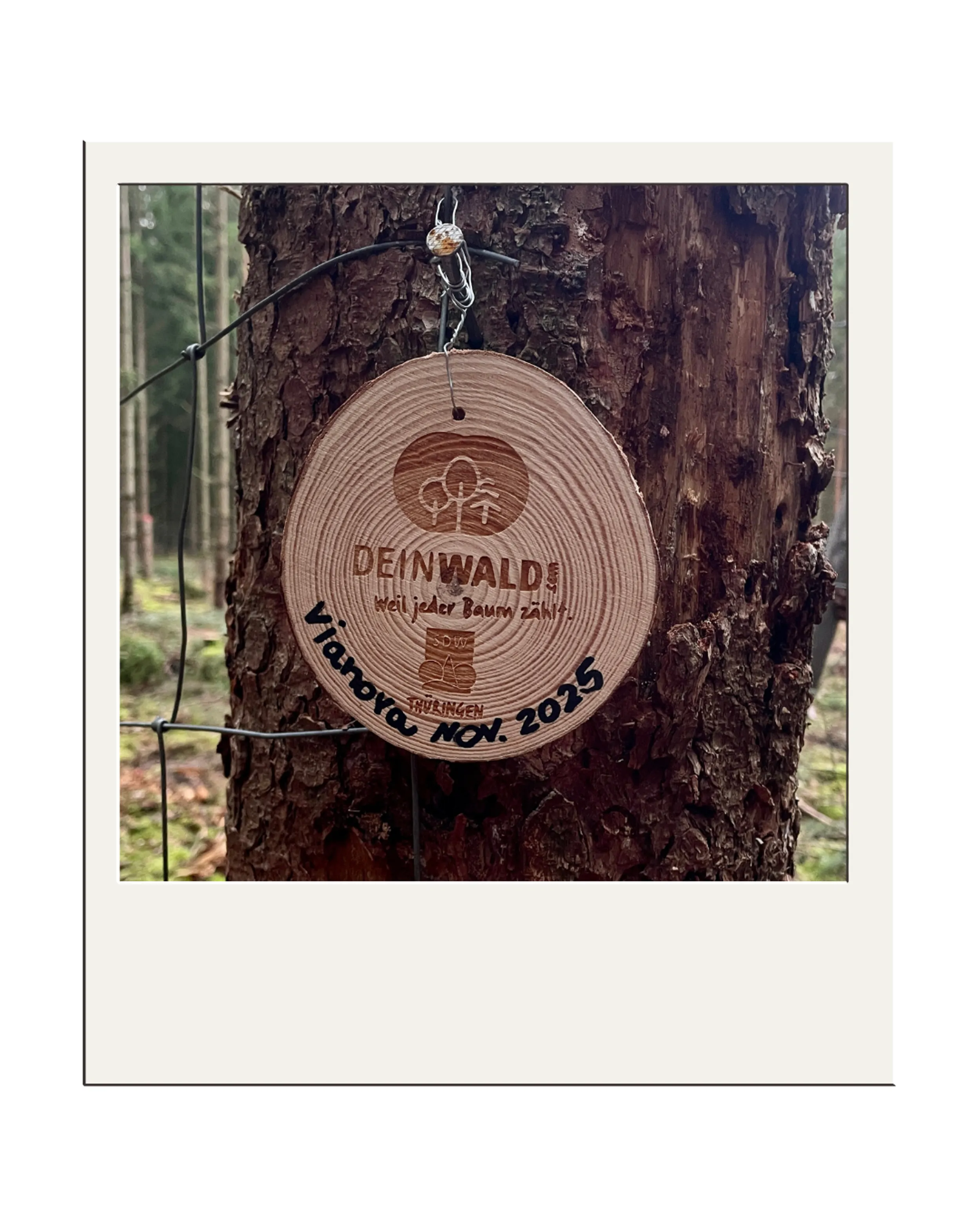 Schild vianova Baum Schild vianova am Baum im Wald