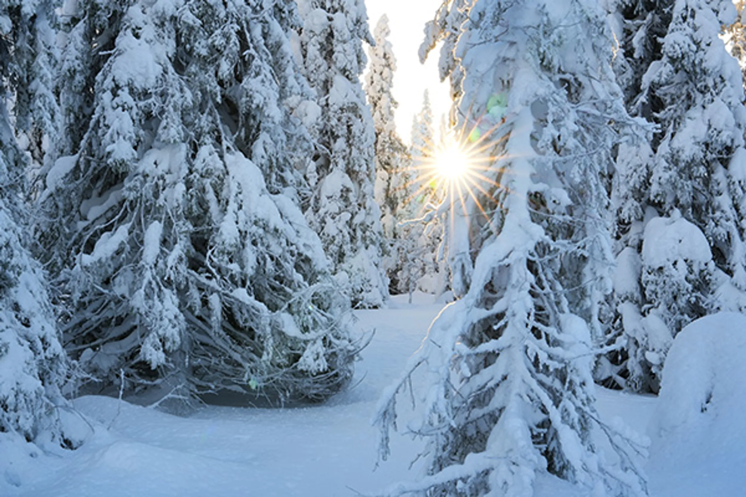 Winterlandschaft bei Kuusamo