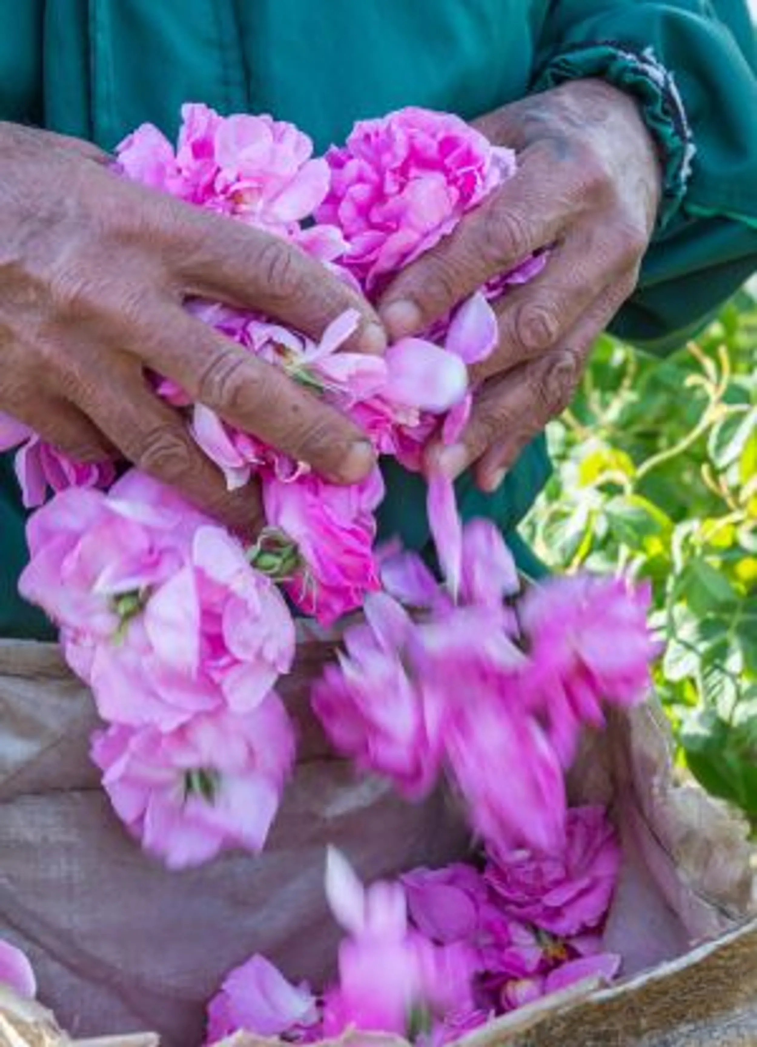 Bulgarien Frau Blumen lila Blüten Sommer