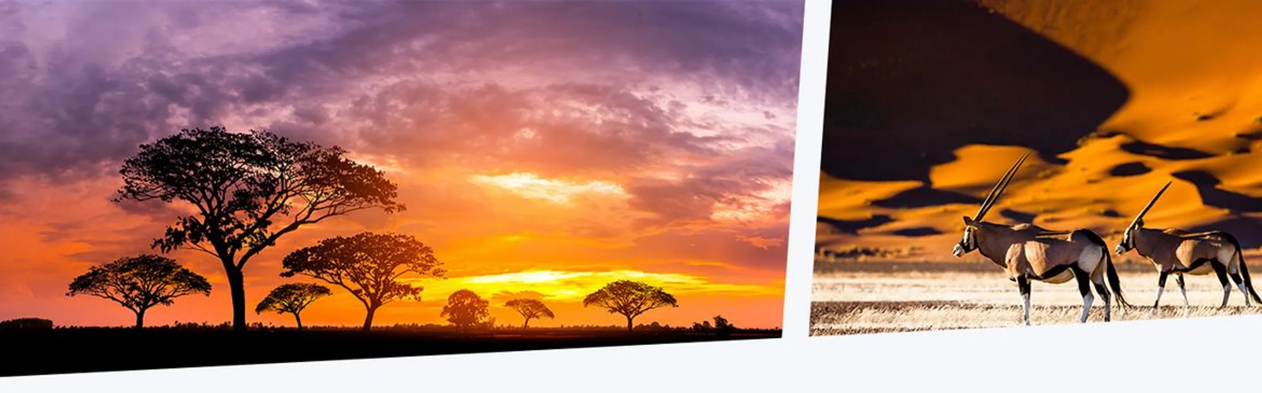 Savanne in Afrika bei Sonnenuntergang daneben ein Bild von zwei Gazellen