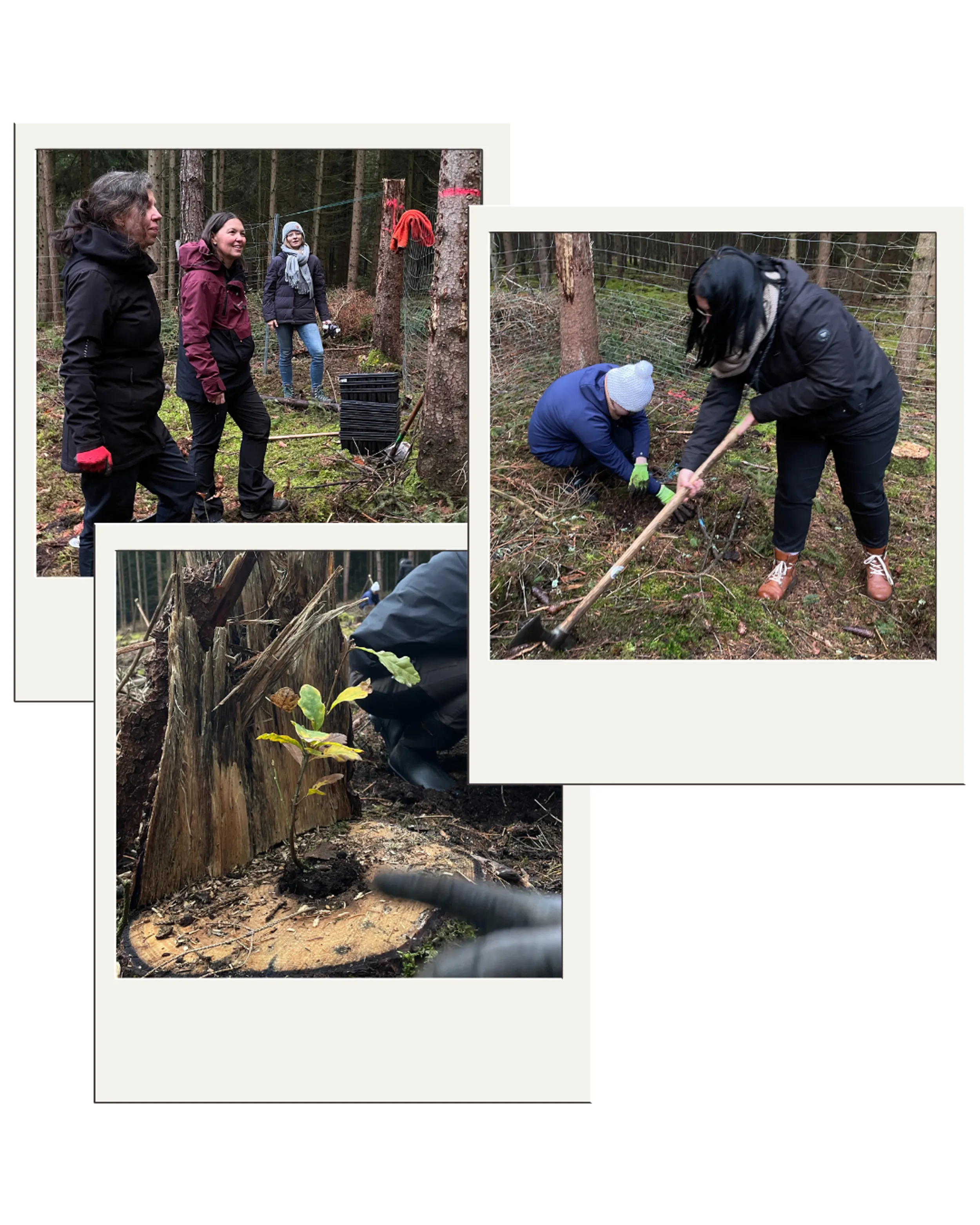Collage Baumpflanzen Nov 2025 Collage Mitarbeitende vianova beim Baumpflanzen